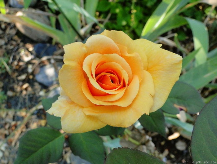 'Lucille Ball' rose photo