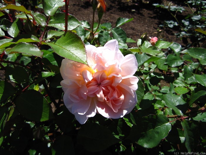 'Mary Magdalene' rose photo