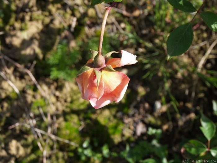 'Jean André' rose photo