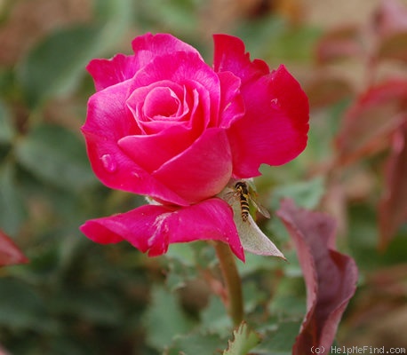 'Princesse de Sagan' rose photo