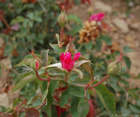 'Princesse de Sagan' rose photo