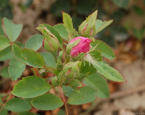 'Rose Edouard' rose photo