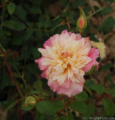 'Rosette Delizy' rose photo