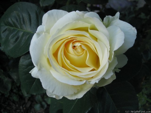 'Chopin (hybrid tea, Zyla, 1980)' rose photo