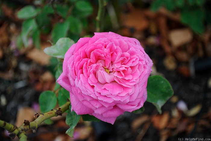 'Victor Verdier (Hybrid Perpetual, Lacharme, 1859)' rose photo