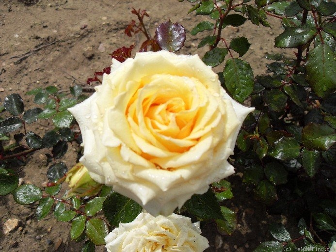 'Mystery Girl' rose photo