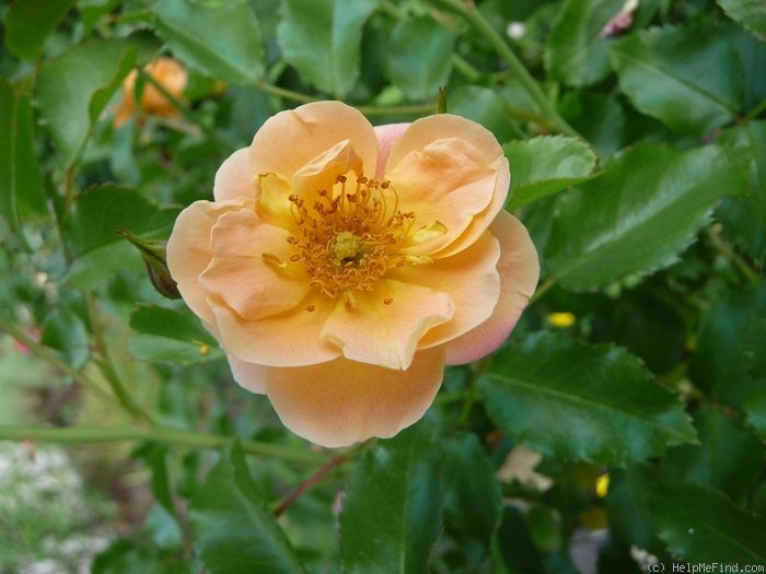 'Sedana' rose photo