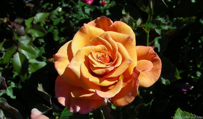 'Ann Henderson' rose photo