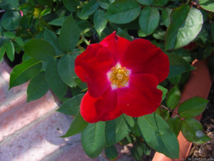 'Karen Poulsen' rose photo