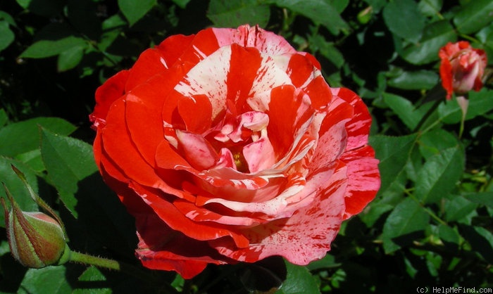 'Orange Van Gogh' rose photo