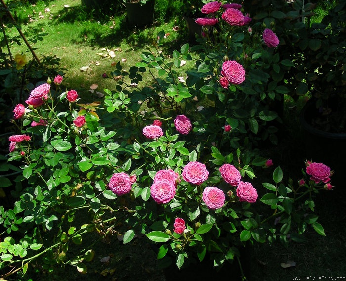 'Marriotta' rose photo