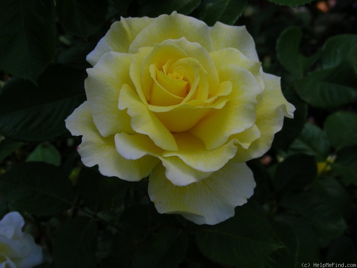 'White Licorice™ (Floribunda, Bedard, 2009)' rose photo