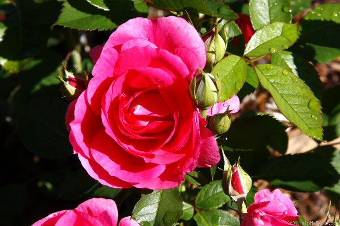 'Morden Centennial' rose photo