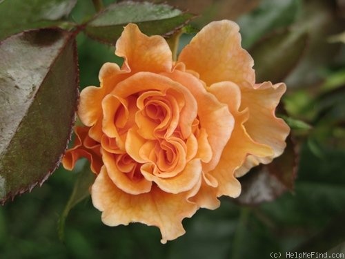 'Whisky Mac' rose photo