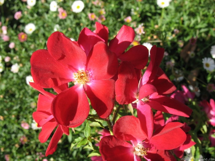 'Claret Cup (Polyantha, Riethmuller, 1962)' rose photo