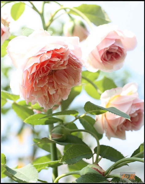 'Emanuel ® (English rose, Austin, 1985)' rose photo
