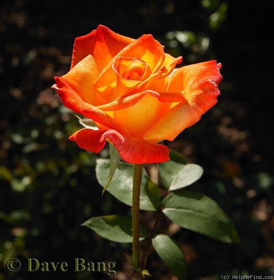 'Takao' rose photo