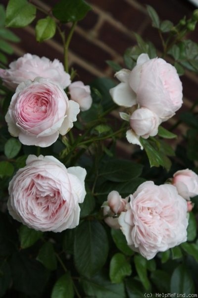 'Geoff Hamilton' rose photo