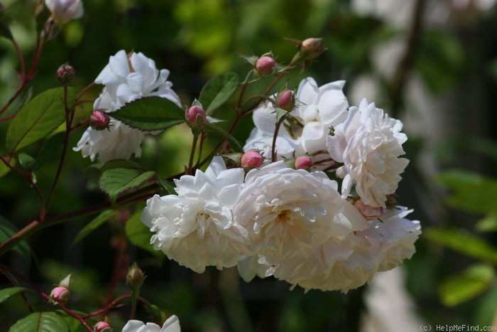 'Bubble Bath' rose photo