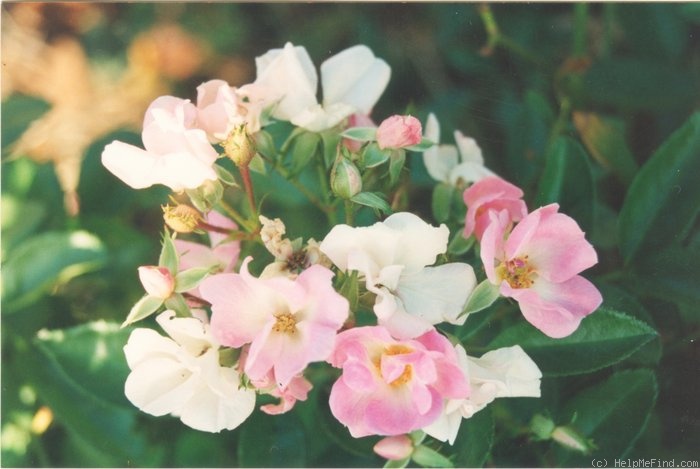 'Chip's Apple Blossom' rose photo