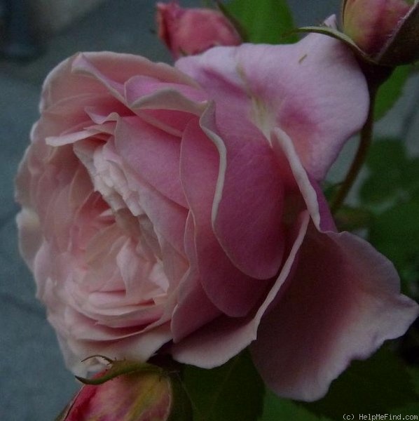 'Stotzheim' rose photo