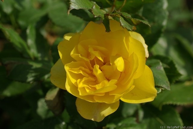 'Mizar ®' rose photo