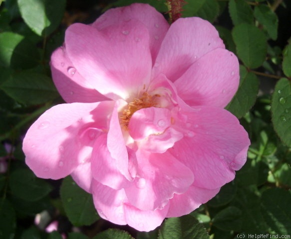 'Adam Messerich (Bourbon, Lambert 1920)' rose photo