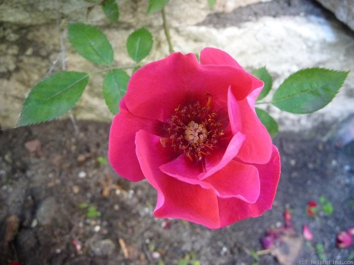 'Mornine' rose photo