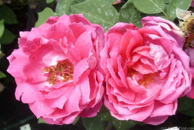 'Etienne Levet' rose photo