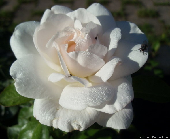 'Helga (floribunda, De Ruiter, 1974)' rose photo