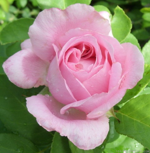 'Her Majesty (Hybrid Perpetual, Bennett, 1878)' rose photo