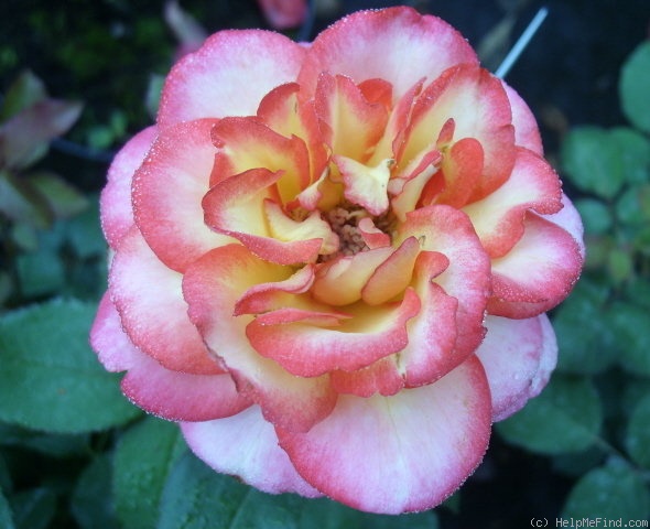 'Leo Ferré ®' rose photo