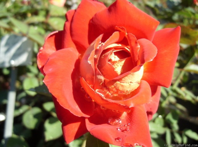 'MCCC' rose photo