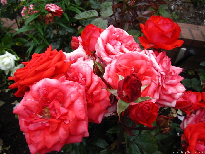 'Reba McEntire' rose photo