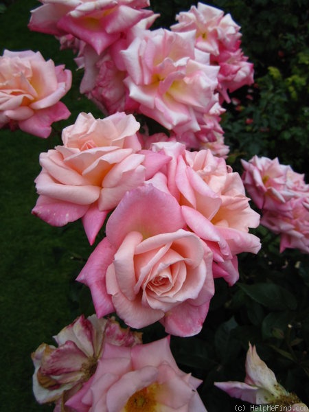 'Pink Parfait' rose photo