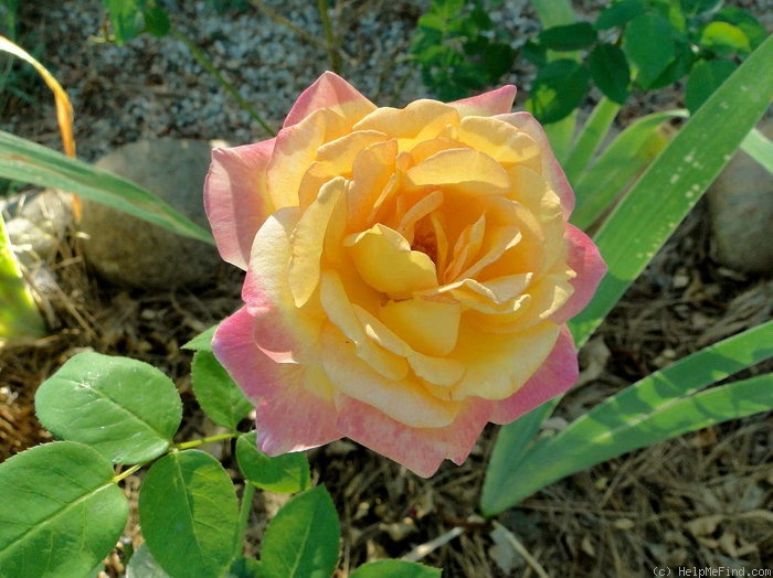 'Dreamward' rose photo