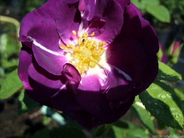 'Rhapsody in Blue ™' rose photo