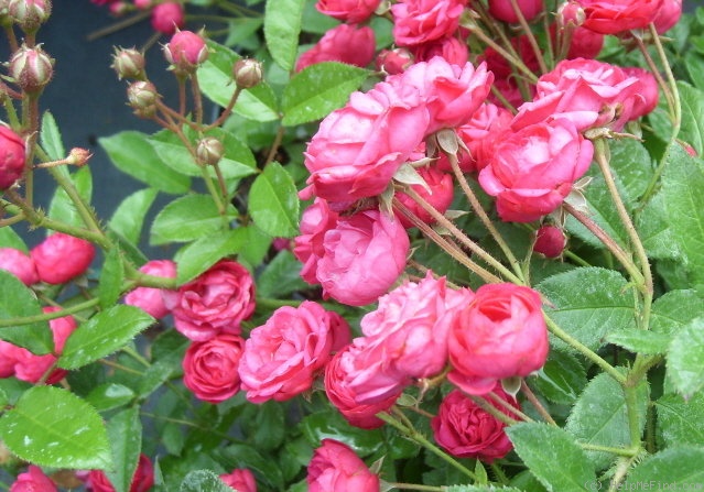 'Rote Gabrielle Privat' rose photo