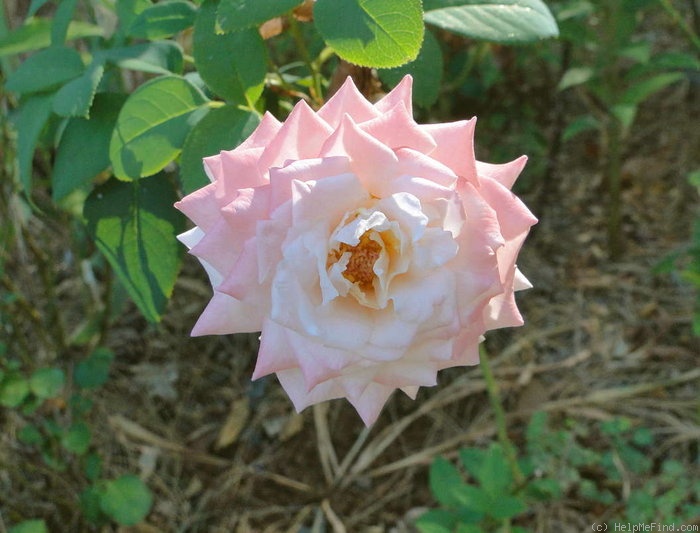 'Lorise' rose photo