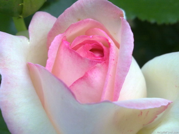 'Pierre de Ronsard ®' rose photo