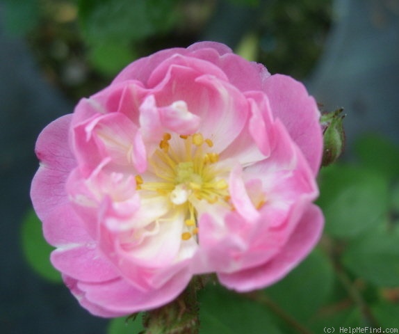 'Guirlande Rose' rose photo