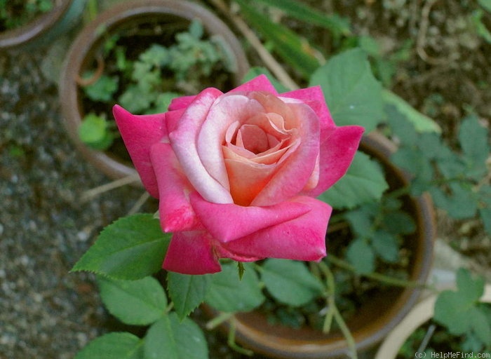 'Fitzhugh's Diamond' rose photo