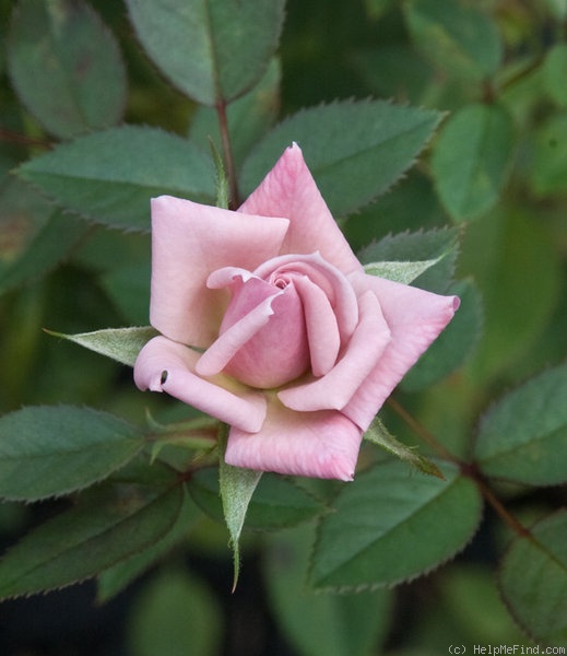 'Special Angel' rose photo