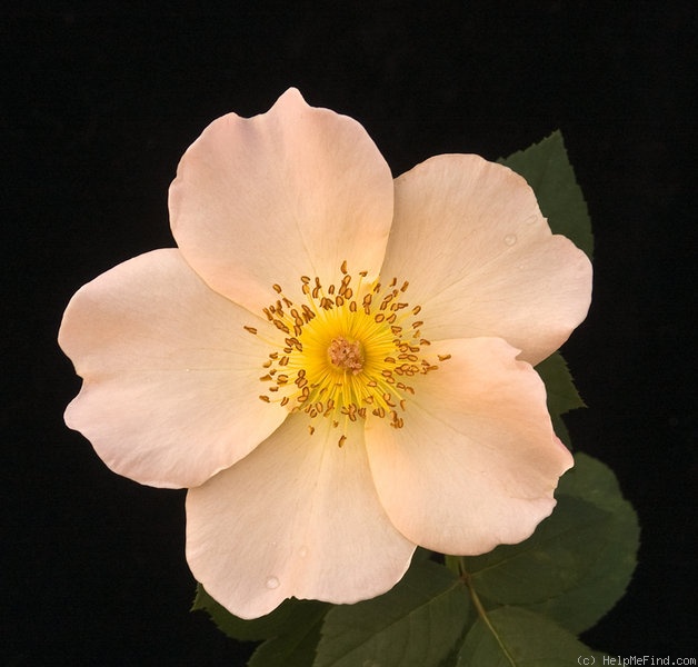 'Bette Irene' rose photo