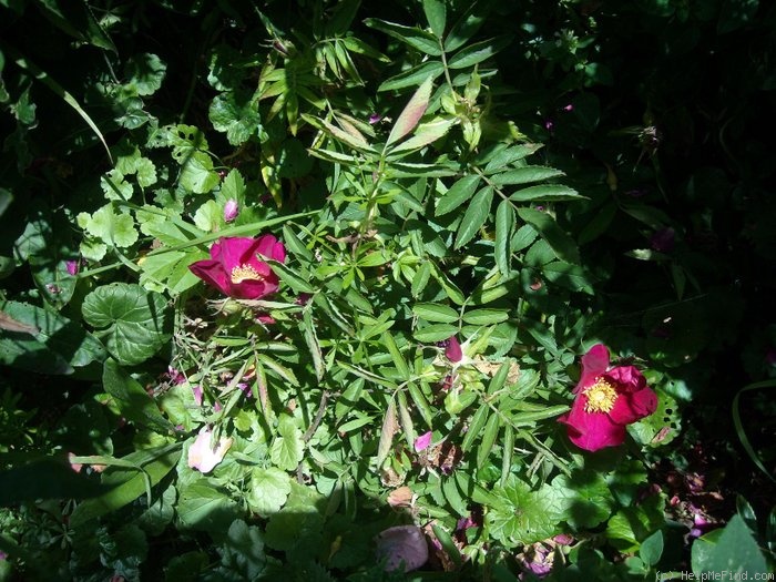 'Rote Hannover' rose photo