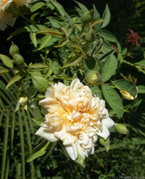 'Nella Fantasia' rose photo