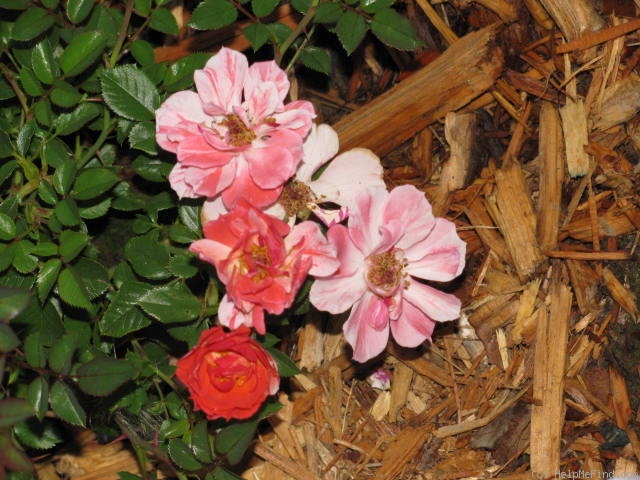 'Striped Delight' rose photo