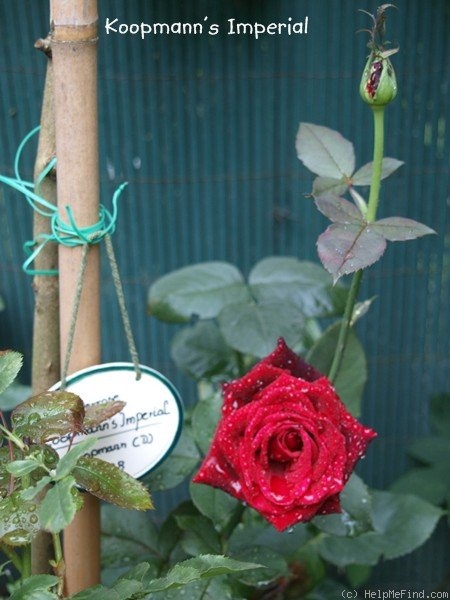 'Vitalrose Koopmann's Imperial' rose photo