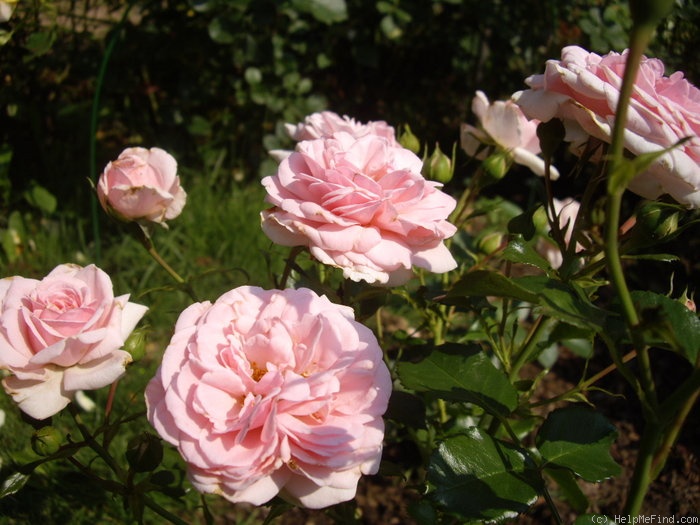 'Home & Garden ® (floribunda, Kordes 2001)' rose photo