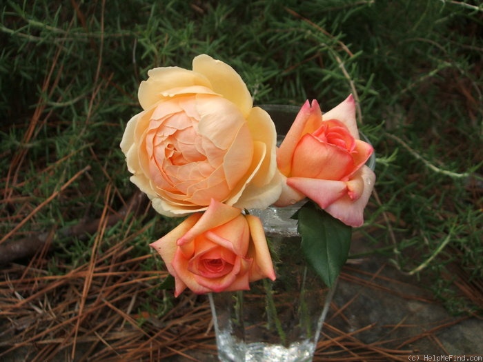 'Horace McFarland' rose photo